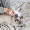 Brosse carde
