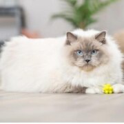 Lot de 4 balles avec bosses