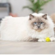 Lot de 4 balles avec bosses