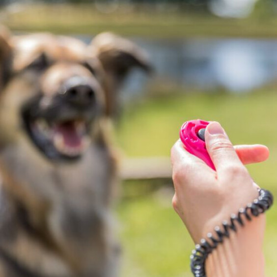 Sporting Clicker