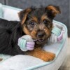Jouet haltère en corde