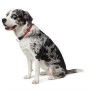 Collier corde rond Freestyle rouge pour chien