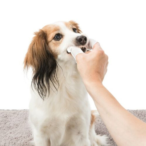 Doigtiers nettoyant pour les dents