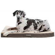 Coussin orthopédique pour chien beige