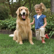 Clôture anti-fugue avec fil à pile PetSafe