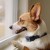 Collier anti-aboiement spray rechargeable PetSafe
