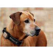 Traceur GPS Kippy marron pour chien & chat PetSafe