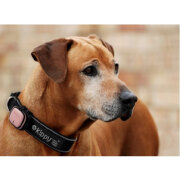 Traceur GPS Kippy rose pour chien & chat