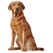 Collier en cuir pour chien Cannes orange Hunter