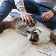 Brosse démêlante chien et chat