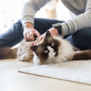 Brosse démêlante pour chien 19 cm