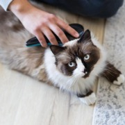 Brosse démêlante pour chien 19 cm