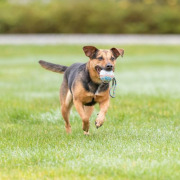 Lanceur de balle en corde pour chien 6 cm