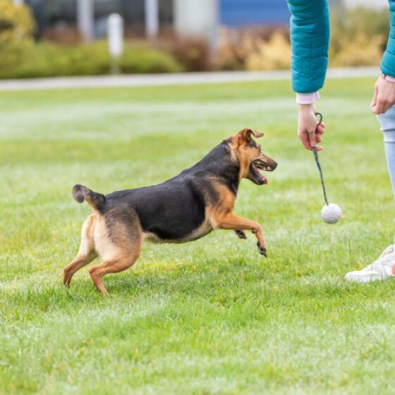 Lanceur de balle en corde pour chien
