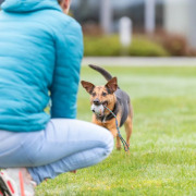Lanceur de balle en corde pour chien 6 cm