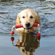 Jeu aquatique Sporting Mot Long