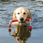 Jeu aquatique Mot Long