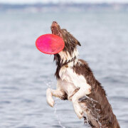 Frisbee Sporting disc tpr