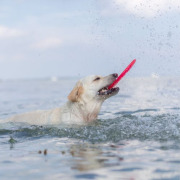 Frisbee Sporting disc TPR