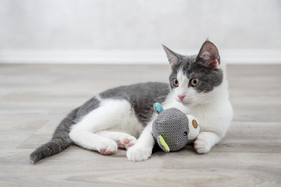 Doudou Junior My Catnip