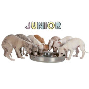 Gamelle Junior inox chiot