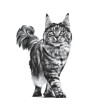 ROYAL CANIN Croquettes chat veterinaire Gastrointestinal
