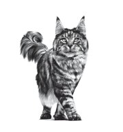 ROYAL CANIN Croquettes chat veterinaire Gastrointestinal