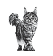 ROYAL CANIN Croquettes chat veterinaire Gastrointestinal