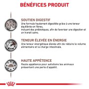 ROYAL CANIN Croquettes chat veterinaire Gastrointestinal