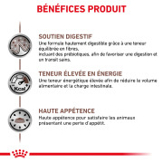 ROYAL CANIN Croquettes chat veterinaire Gastrointestinal
