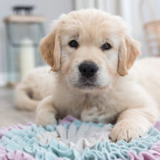 Tapis de fouille chiot