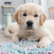 Tapis de fouille chiot