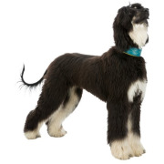 Collier lévrier Active Comfort pétrole