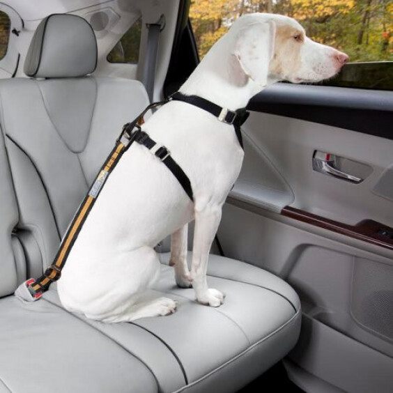 Attache de sécurité voiture
