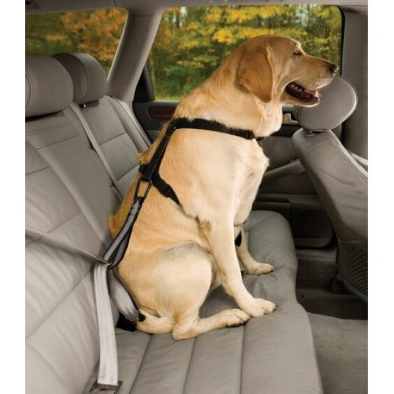 Sangle attache ceinture de sécurité voiture