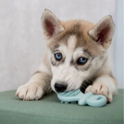 Jouet Junior Dummy pour chiot