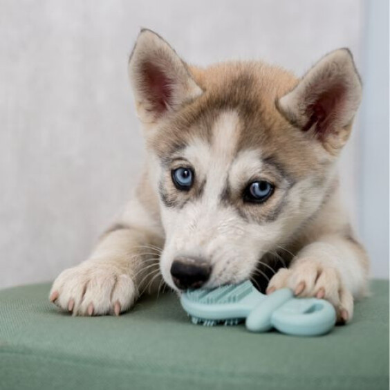 Jouet Junior Dummy pour chiot