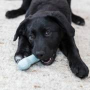 Os Rafraîchissant Junior pour chiot