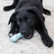 Os Rafraîchissant Junior pour chiot