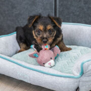 Jouet Lièvre pour chiot avec son