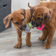 Doudou Ours Junior avec poignée