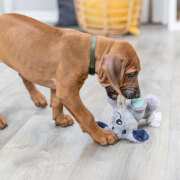 Jouet chien Junior avec son
