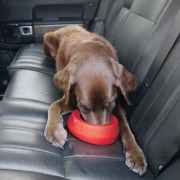 Gamelle anti débordement Splash Free Rouge