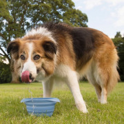 Gamelle pliable Collaps bleue