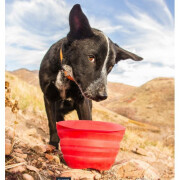 Gamelle pliable Collaps Rouge