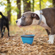 Bol pliable pour chien bleu