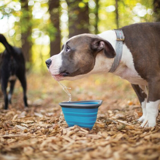 Bol pliable pour chien  Mash n Stash bleu