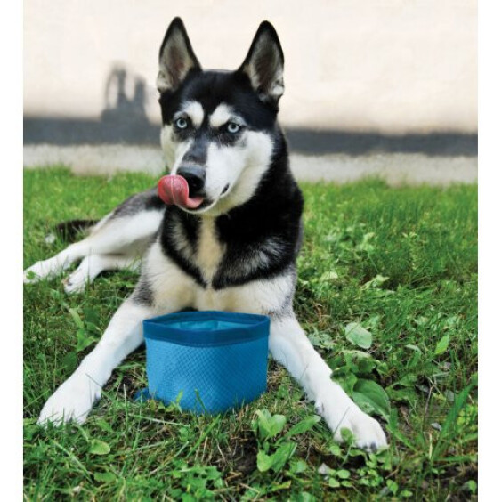 Gamelle de voyage pliable pour chien bleu