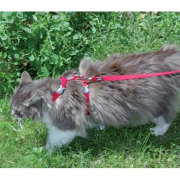Harnais anti fugue chat laisse Basic Rouge