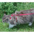 Harnais anti fugue chat laisse Basic Rouge